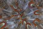 USA, Washington State, Seabeck. Multiple ringneck pheasant feathers close-up. Art Print